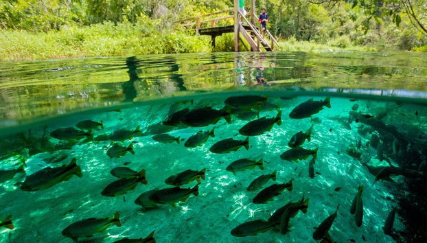 Rio Sucuri Snorkelling Experience - Foto 2