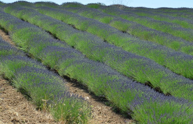 Apartment in Montalto Near Lake and Pool - Foto 37