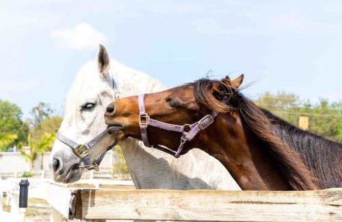 Tampa Bay Oasis - Foto 12