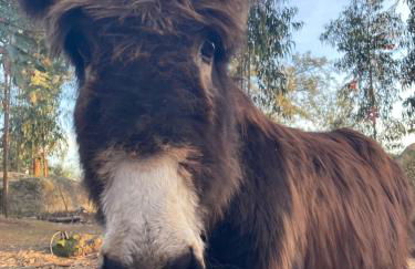 Quintinha Silvestre - Foto 10