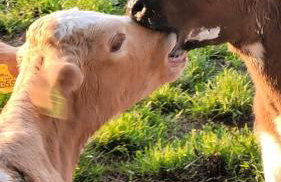 PRZYSTANEK nowEKOprzywno - Żółty Domek Pod Kasztanem - Foto 4