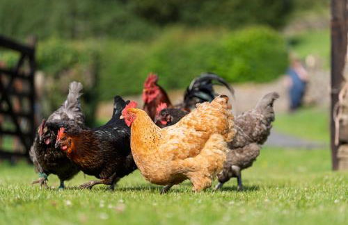 The Barn at Cliff Hollins Farm - Foto 42