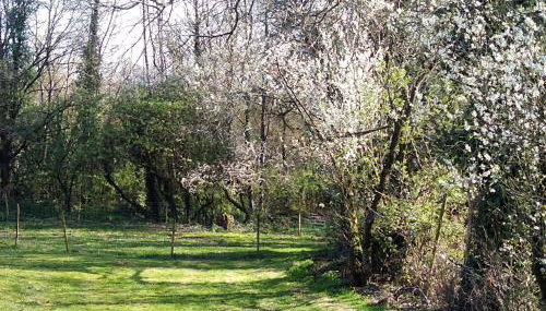 le jouc - Photo 5, Garden