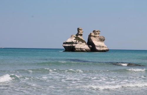 Vecchio Ulivo - Foto 39