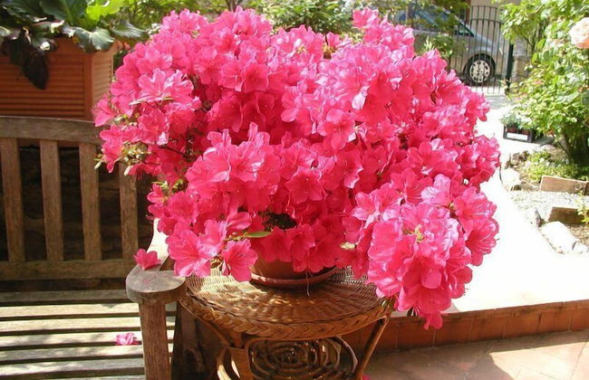 Adorable Tuscan Cottage With Beautiful Garden Just Outside Lucca, Sleeps 2 - Foto 18