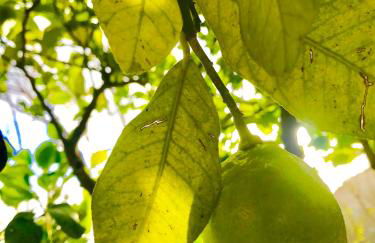 Agriturismo Sant'Alfonso - Foto 28