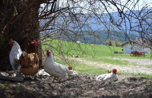 Tötscherhof - Foto 31