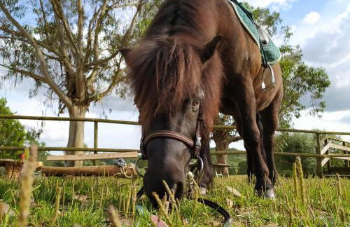 Herdade da Hera - Foto 27