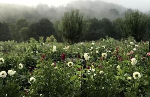 Beautiful Tree House for a Romantic Getaway on a Farm near Chattanooga Valley, Georgia - Foto 22