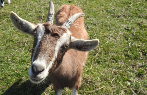 Ferienhof Olbasee - Foto 45