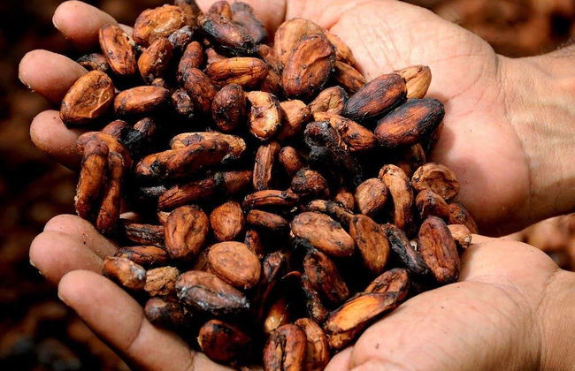 Excursão à reserva Manglares Churute - Foto 2