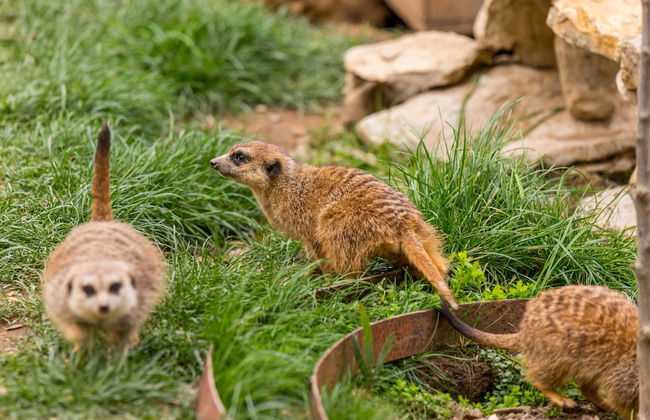 Natura Fun House & Camping - Foto 38