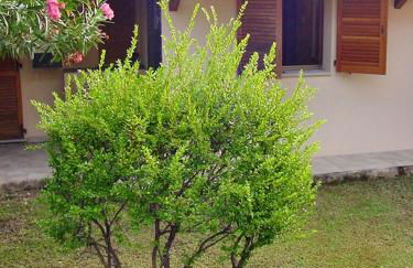 Charming house with terrace & garden - Loiri Porto San Paolo - Foto 1