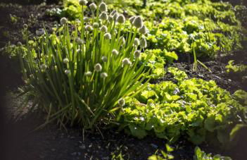 HAUSERHOF Farmhouse with Dolomite View - Foto 49