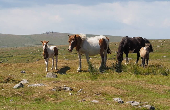 Dartmoor Barn on North Hessary Tor - Foto 16