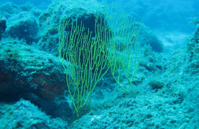 Snorkeling à Dénia - Photo 8