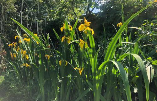 Light & spacious family house, Kensal Rise, London - Foto 43