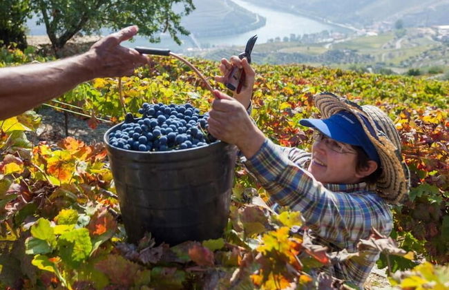 Casa de Casal de Loivos - Photo 54