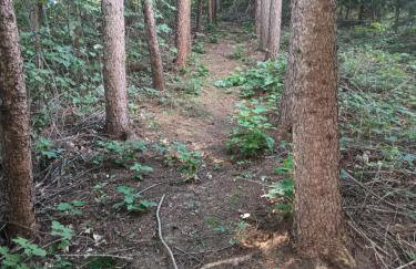 BIESZCZADZKA Antosiówka - Foto 5