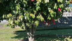 Moradia santa comba - Foto 5, Garden