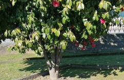 Moradia santa comba - Foto 5