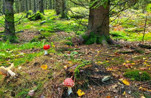 Villa Meisterstein - Foto 33