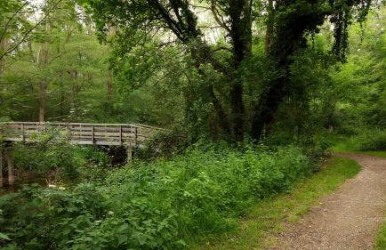 FeWo Grafschaft - Foto 30