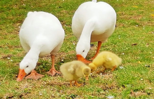 Aan de Waterspiegel - Photo 39