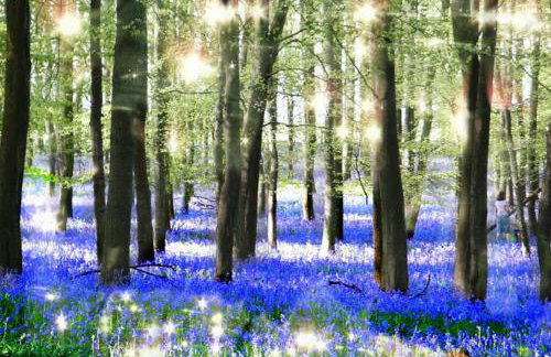 The Little Acorn - Photo 20