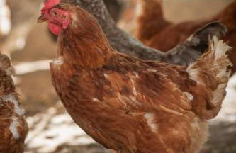 Ferienwohnung Mair am Bach - Foto 15