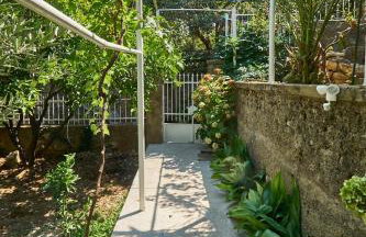 Aspidistra Shadow - Foto 23