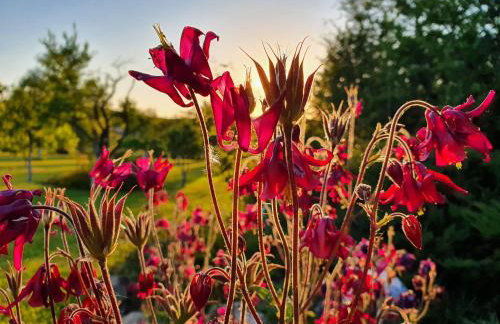 Pod Stromcem - Foto 22