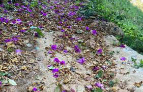 Chácara Recanto da Paz - Foto 23