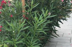 La Salamandre de l Olivier - le Palmier - Foto 17