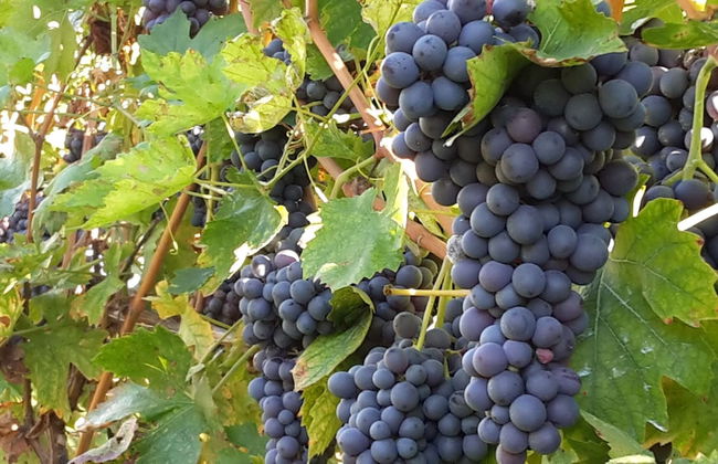 Agriturismo La Rocca - Foto 45