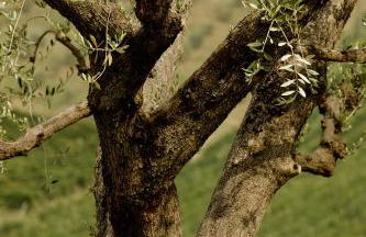 Agriturismo Fiorano - Foto 52