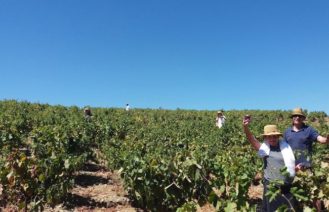 Petrinos Milos - Foto 28