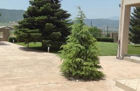 Studio ARIS, a breath away from Athens! - Foto 40