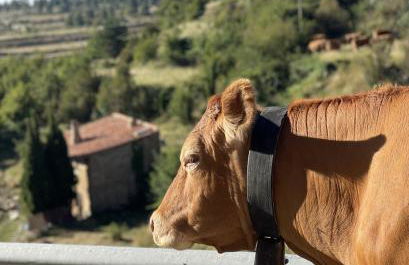 Casa Yolanda - Foto 61