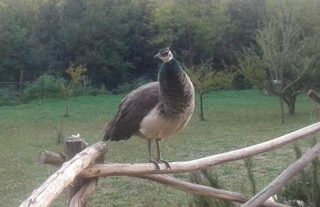 Mulino a vento - Foto 40