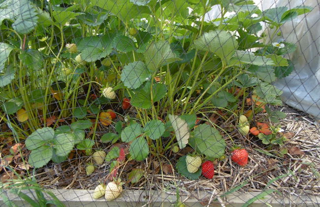 Glenavys Waitaki River Motor Camp - Caravan Park - Foto 38