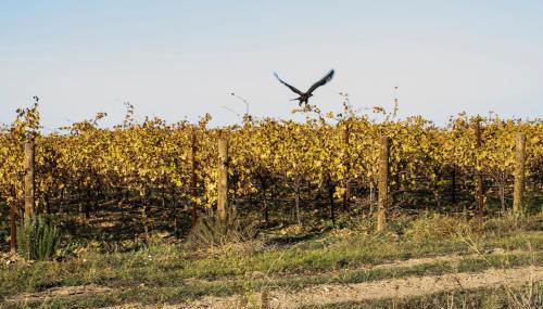 Alojaguay RUEDA, CASA MUSEO RÚSTICA-MODERNA, máxima TRANQUILIDAD con COMODIDAD - Foto 4