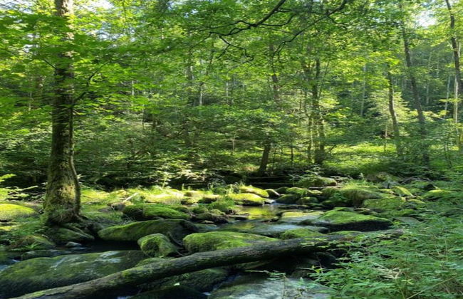 Ferienwohnung in Bernhardsberg Nahe Skipisten - Photo 36