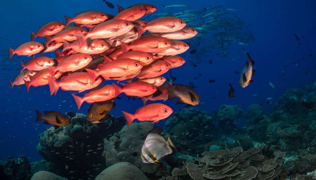 Pesca al amanecer o al atardecer en Addu - Foto 4