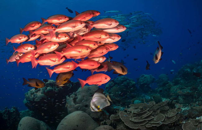 Pesca al amanecer o al atardecer en Addu - Foto 4