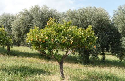 La Villa del Relax - Foto 69