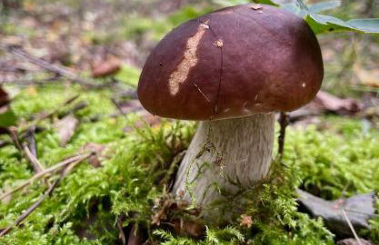 Cichy Zakątek dom całoroczny , Janowiec, Kazimierz Dolny, - Foto 53