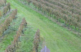 AGRITURISMO RIPA DEL BOSCO - Foto 13