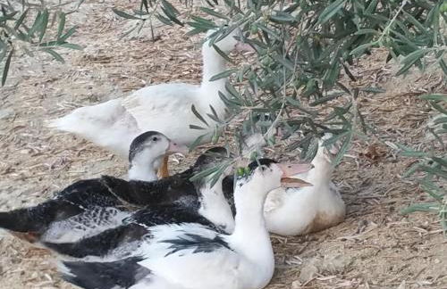 Casa Rural Cortijos San Jose - Foto 68