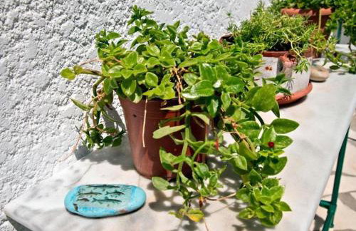 Apartments With Garden View, Creta, Ierapetra - Foto 93